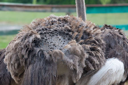 Ostrich feathers growing on its skine close-up. back view