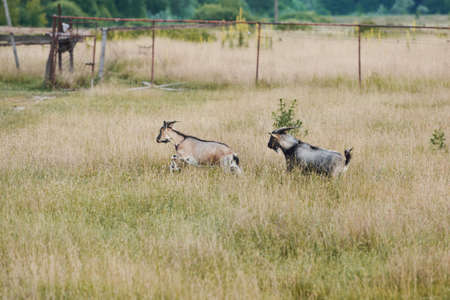 Two brown and gray adult goats are running through a meadowの写真素材