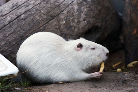 White coypu or nutria is eating and holding food in its pawsの写真素材