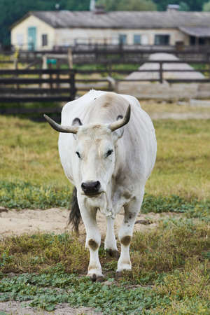Gray Ukrainian cattle - a breed of cattle of meat and dairy direction, in a aviary.の写真素材