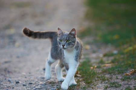White and gray cat walking down a streetの写真素材