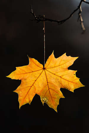 Last fallen yellow maple leaves in branchesの写真素材