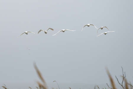 Six adult white swans are flying above cane