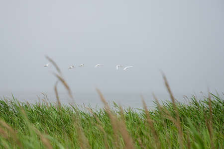 Six adult white swans are flying above cane