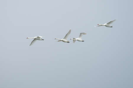 Four white swans are flying in skyの写真素材