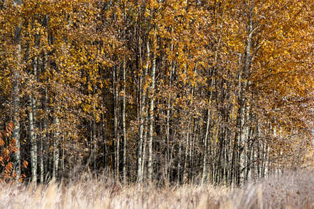 Striped natural background with young aspen trees with yellow leavesの写真素材
