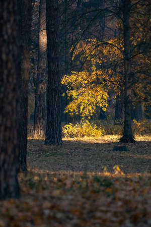 Sunlight rays going through trees and shining on yellow foliage. Fall is coming.の写真素材