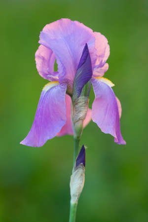 Growing violet iris flower on green background in evening lightの写真素材