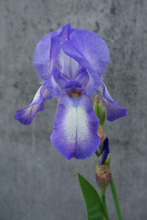 Growing violet iris flower on grey background in evening light