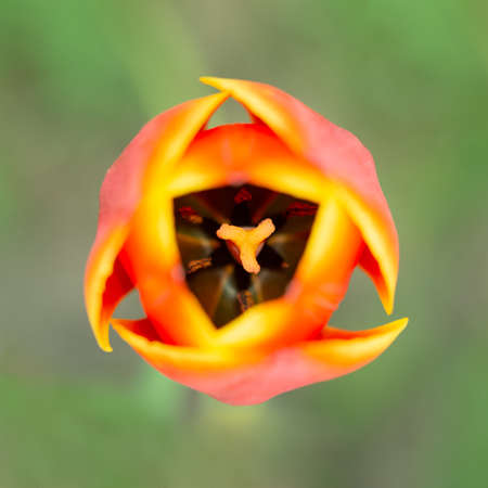 Close-up view of red tulip flower. Top view. Central compositon.の写真素材