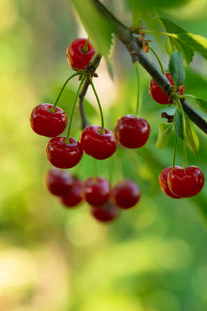 Ripe red cherries on the branch growing in the orchard gardenの写真素材