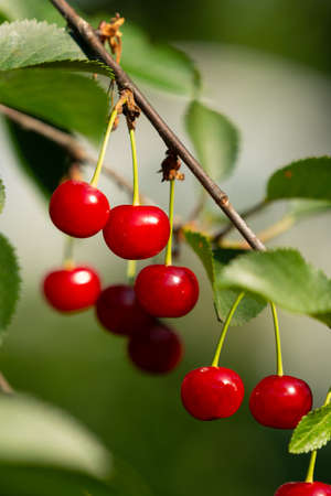 Ripe red cherries on the branch growing in the orchard gardenの写真素材