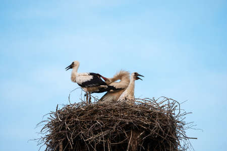 Family of storks in the nest on blue sky backgroundの写真素材