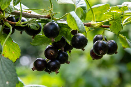 Branch of black currant with many ripe berriesの写真素材