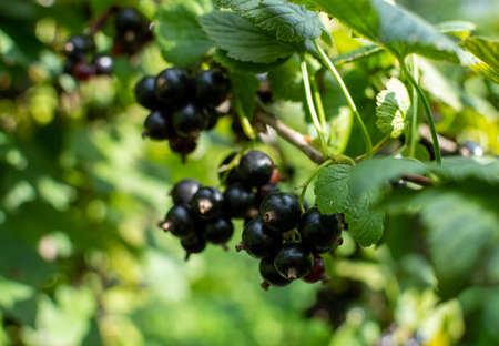 Branch of black currant with many ripe berriesの写真素材