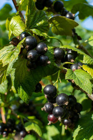 Branch of black currant with many ripe berriesの写真素材