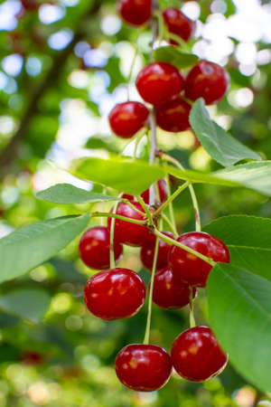 Ripe red cherries on the branch growing in the orchard gardenの写真素材