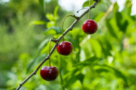 Ripe red cherries on the branch growing in the orchard gardenの写真素材