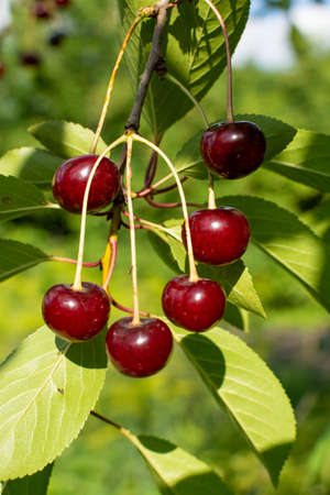 Ripe red cherries on the branch growing in the orchard gardenの写真素材