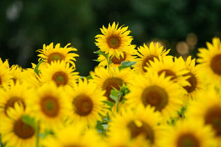 one-offe sunflower above many similar plants on the fieldの写真素材