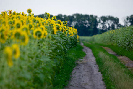 Rural landscape with bloomingsunflower fieldの写真素材