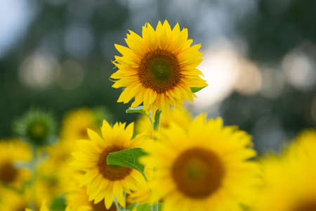 one-offe sunflower above many similar plants on the fieldの写真素材