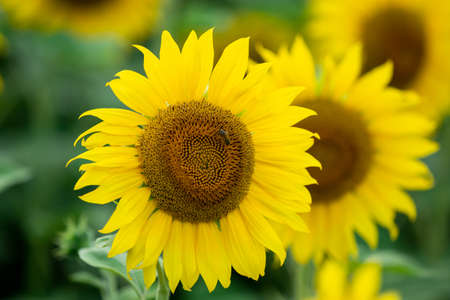 Yellow bright sunflower head on sunflower fieldの写真素材
