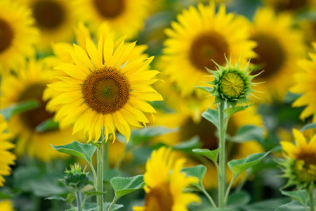 Young not opened sunflower head on field of yellow sunflowers backgroundの写真素材