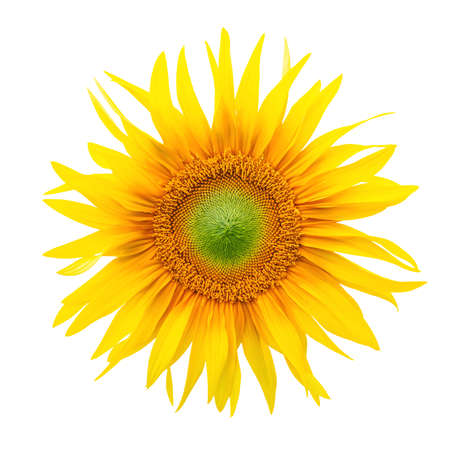 Sunflower flower head isolated over white backgroundの写真素材