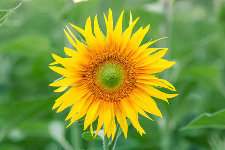 Yellow bright sunflower head on sunflower fieldの写真素材