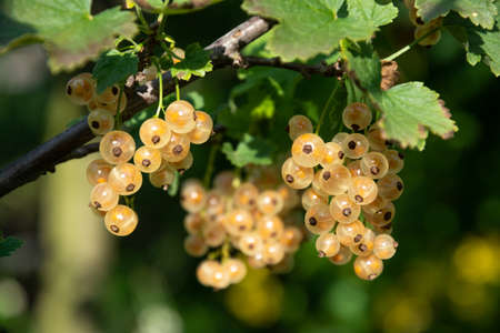 Branch of white currant with ripe sweet berriesの写真素材