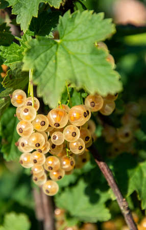 Branch of white currant with ripe sweet berriesの写真素材