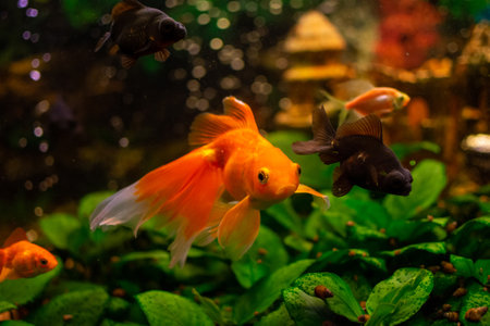 Beautiful red swimming goldwish in home aquariumの写真素材