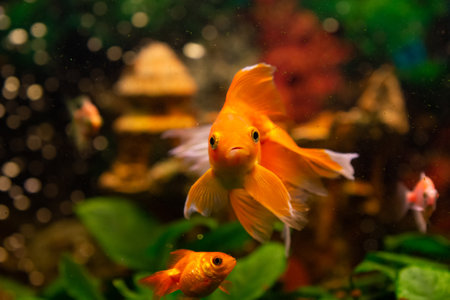 Beautiful red swimming goldwish in home aquariumの写真素材