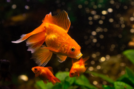 Beautiful red swimming goldwish in home aquariumの写真素材