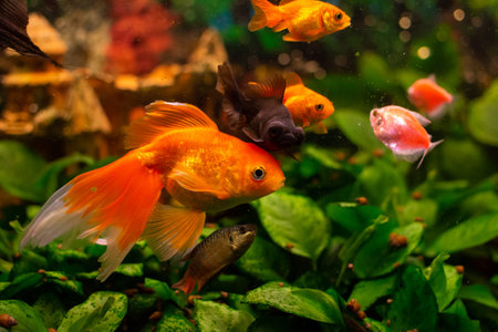 Beautiful red swimming goldwish in home aquariumの写真素材