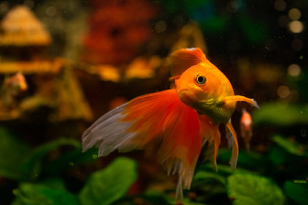 Beautiful red swimming goldwish in home aquariumの写真素材
