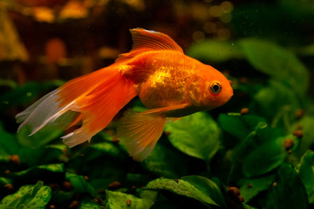 Beautiful red swimming goldwish in home aquariumの写真素材