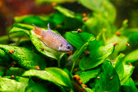 Paradise fish or gourami in home freshwater aquariumの写真素材