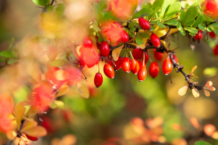 Branch of berberies full of ripe red berries. Fall is comingの写真素材