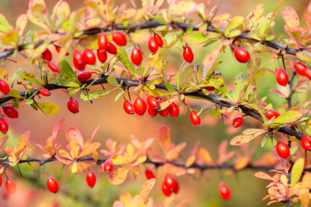 Branch of berberies full of ripe red berries. Fall is comingの写真素材