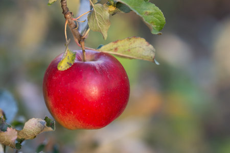 Single red apple on the branch of apple treeの写真素材