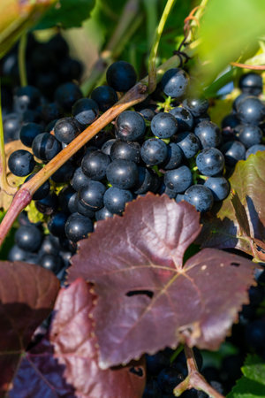 Cluster of pink grape and purple leaf growing on a bushの写真素材