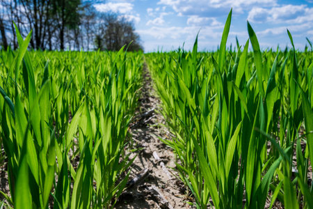 Green rows of young wheat on the field under blue sky in Ukraineの写真素材