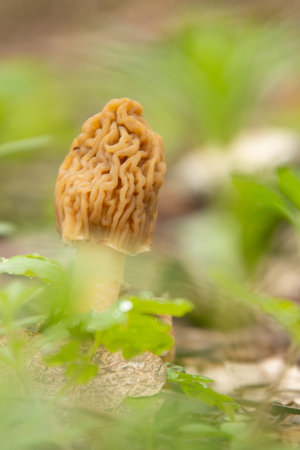 Morchella, the true morels, is a genus of edible sac fungi with exotic honeycomb like cap