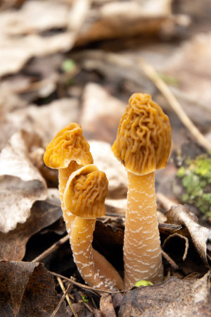 Morchella, the true morels, is a genus of edible sac fungi with exotic honeycomb like capの写真素材