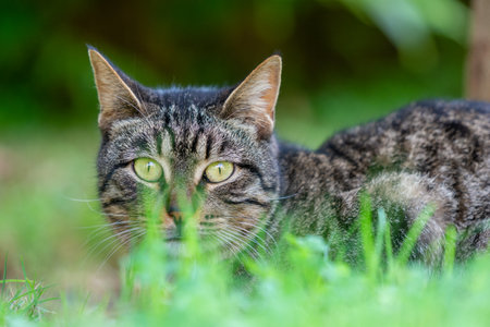 Cute grey cat hiding behind green grassの写真素材