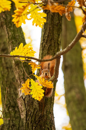 Red squirrel on the treeholding an acorn in the mouthの写真素材