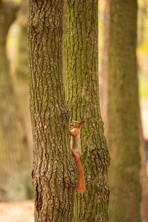 Red squirrel on the tree trunk carrying an acorn in the mouth