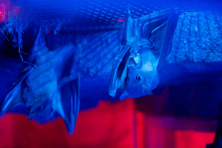 Bat in the cave, close up of a bat in the cave